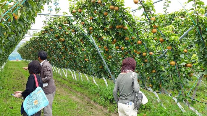 ずっと先まで枝がつながっている不思議な光景
