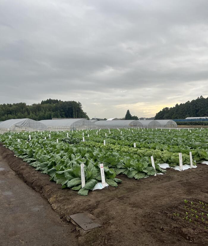 さまざまな品目の野菜の試験栽培。手前は試験中のハクサイ