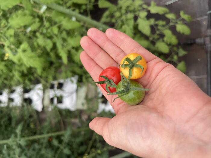 皮が柔らかくてツヤツヤなミニトマト