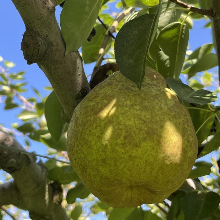 伺った日のラフランスはまだ収穫前でした