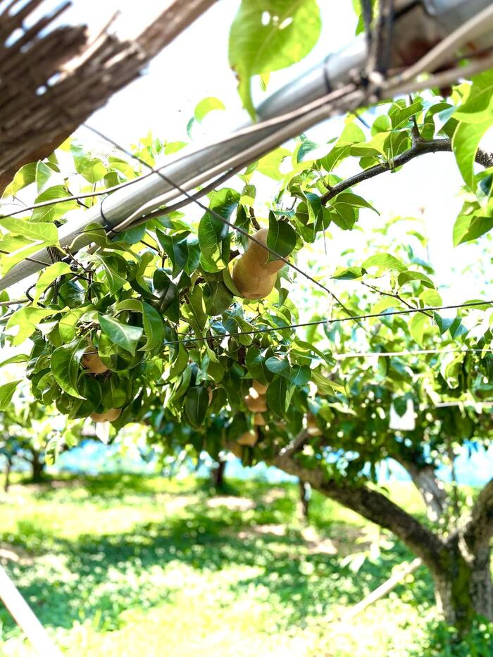 大曽根園の浜なし