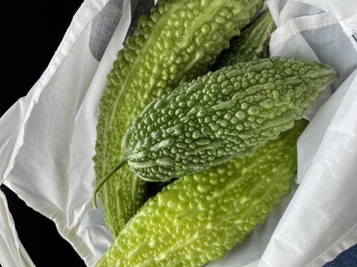 梨果園横の畑ではゴーヤーが栽培されていた