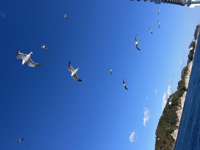 澄んだ青空で羽ばたくうみねこたち