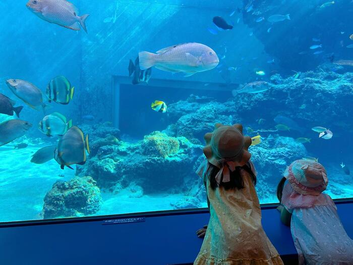 未就学児の背丈でも問題なくお魚鑑賞が可能です