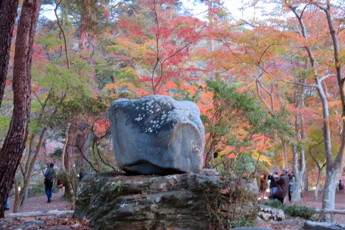 月の石もみじ公園のオオモミジ