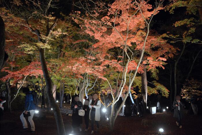 月の石もみじ公園での紅葉のライトアップ