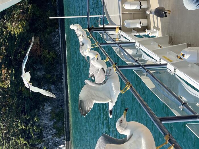 おなかをすかせたうみねこがいっぱい