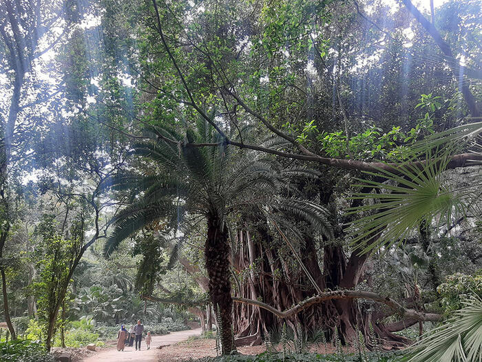 ＜ジャングルのようなエリアも＞