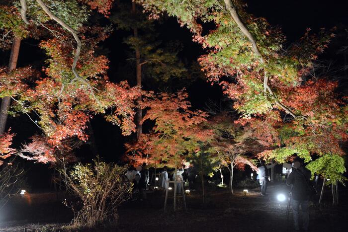 月の石もみじ公園での紅葉のライトアップ