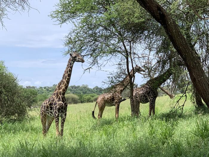 タンザニア北部の観光地　キリン