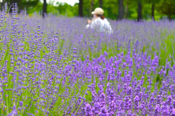 ラベンダー畑
