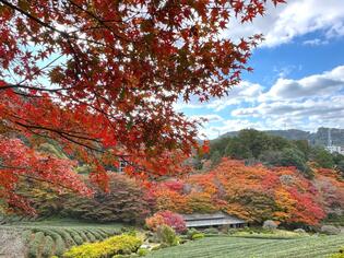 ブログイメージ