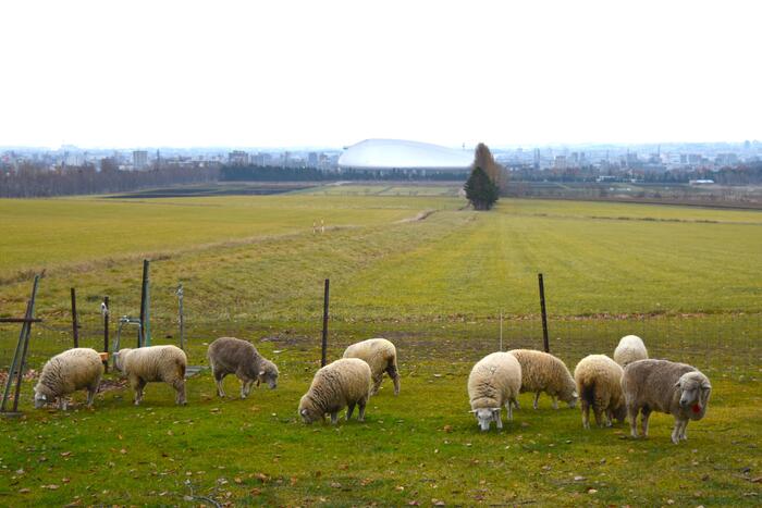 さっぽろ羊ヶ丘展望台