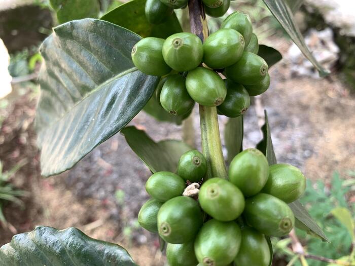 まだ熟していないコーヒー豆