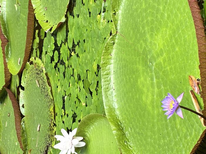 巨大水性植物、オオオニバス