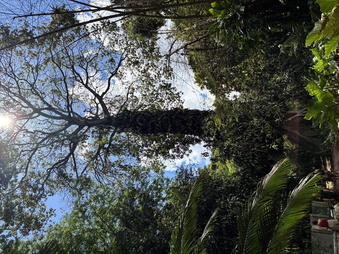 エミリオ・ゴエルジ・パラ博物館