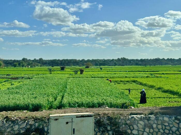 エジプト　サッカラ