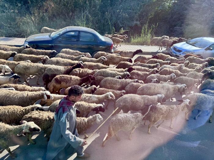 エジプト　サッカラ