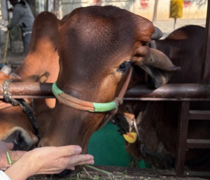 インドのISKCON寺院巡り：「牛の餌やり」