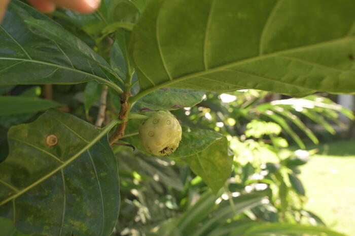 イラストでしか見たことがなかったノニを見られて感動