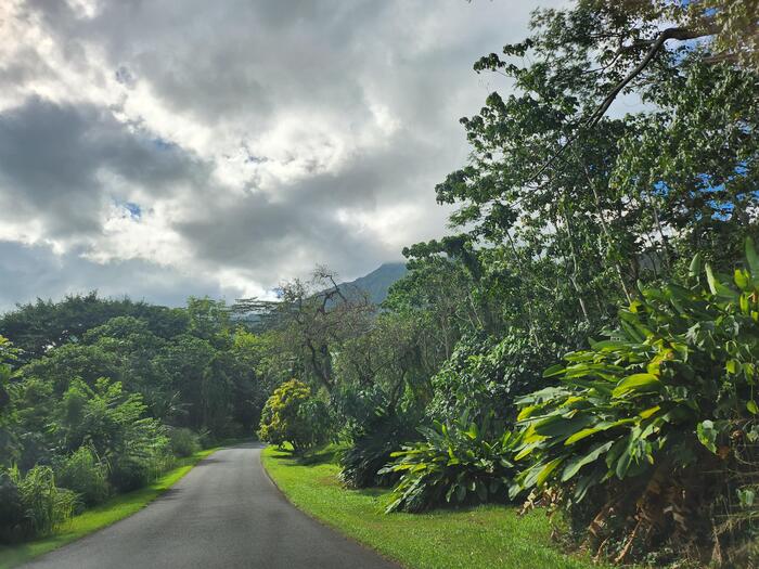 植物園入口のゲートを進むと広がるマイナスイオンの世界