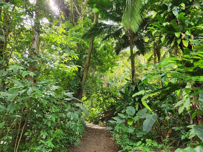 園内の小径はまるで熱帯雨林のジャングルを探検している気分