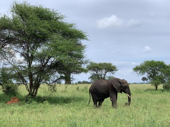 タランギーレ国立公園