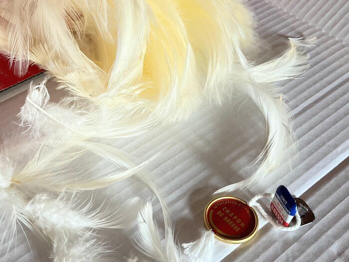 三つの認定証明が付けられています。左足首に飼育者が分かるリング、胴体に委員会認定ラベルシール、首には国旗色のメタルで裏側に販売元