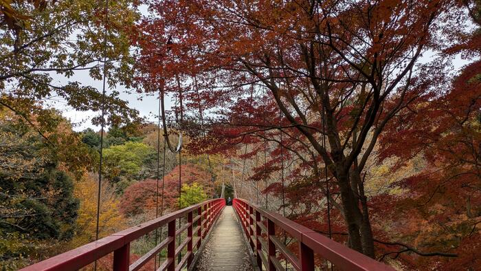 吊り橋もコースになっている遊歩道が大人気