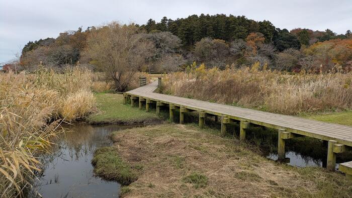 木道をわたった先に見える山の中にある自然公園