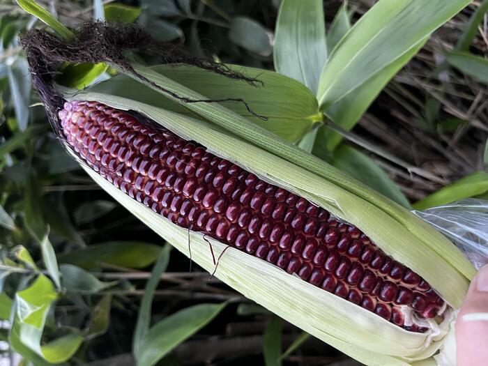 キラキラ輝くルージュカラーのトウモロコシ