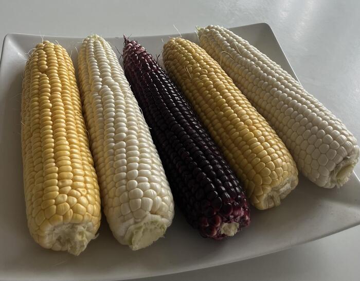 白色と黄色と赤色のトウモロコシ