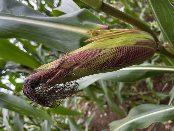 穂を包む皮も赤みが出ている赤いトウモロコシ「大和ルージュ」