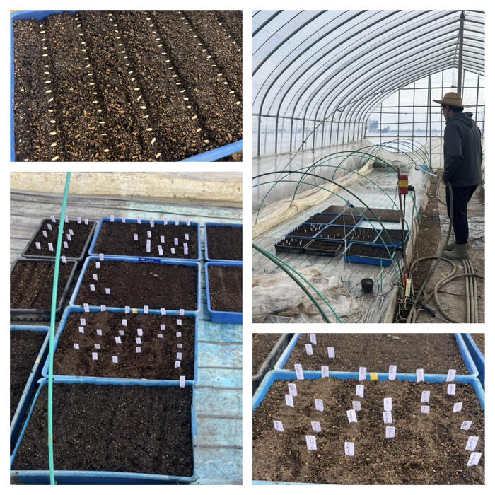 ＜まだ土が凍っている寒い時期はトレイにタネを落として芽を出させます＞