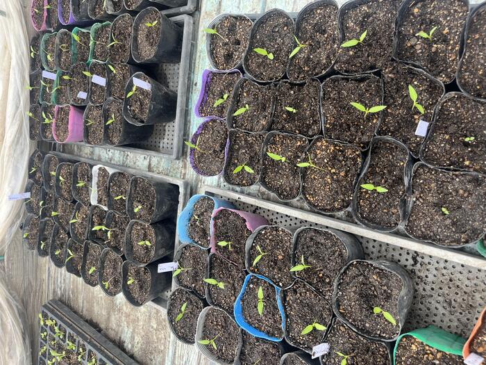 トレイの中で芽が出たものはポットに移植されてさらに大きくさせます