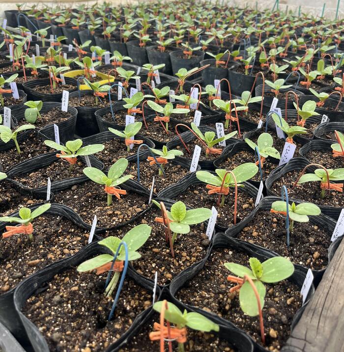 ＜こちらは怜さんが最も力を入れているメロンの苗。メロンは接ぎ木をします＞