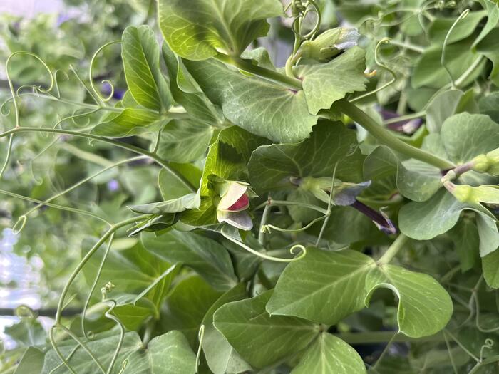 ＜紫スナップエンドウとその花。花がピンクで可愛い！＞