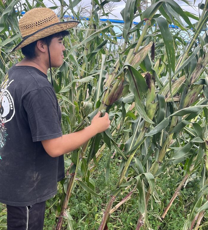 ＜収穫時を見極めている怜さん＞