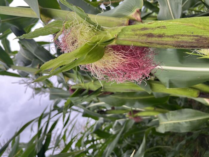 ＜トウモロコシの赤ちゃん（ヤングコーン）のヒゲも赤いのです＞