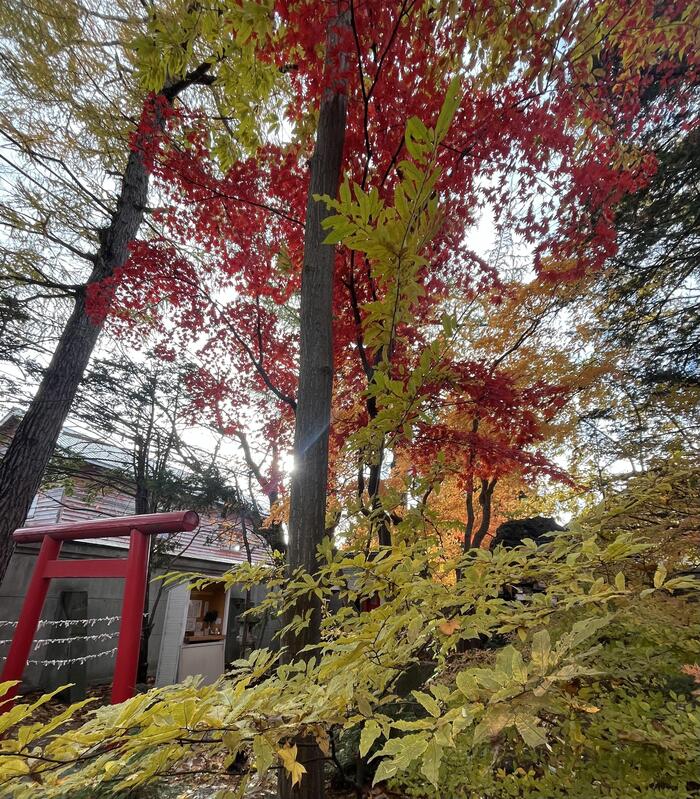 紅葉のきれいな時期には特に多くの人が訪れます