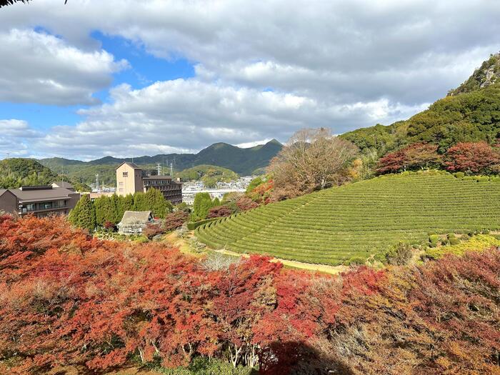 2025年11月末の慧洲園の様子。物見櫓から撮影した景色