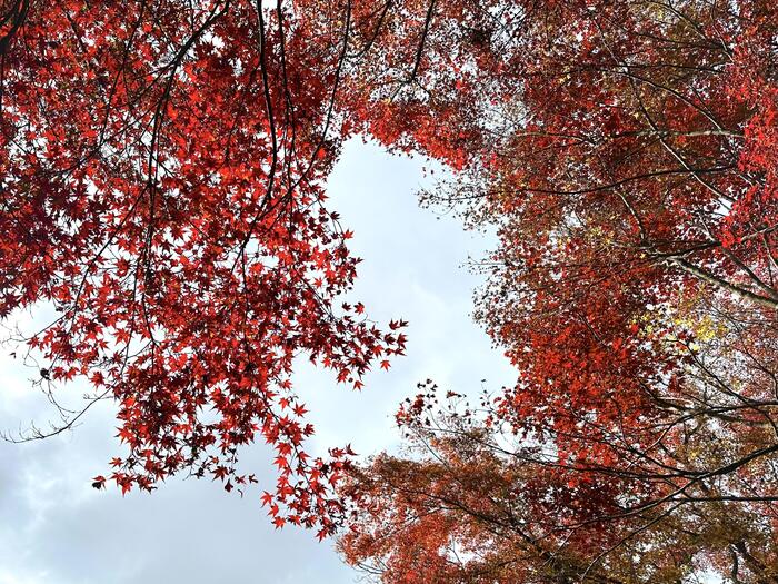 物見櫓に向かう道中の紅葉の様子
