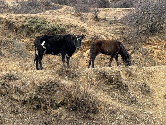 ＜湖近くにいた馬と牛＞
