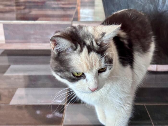 エジプト　アスワン　アブ・シンベル