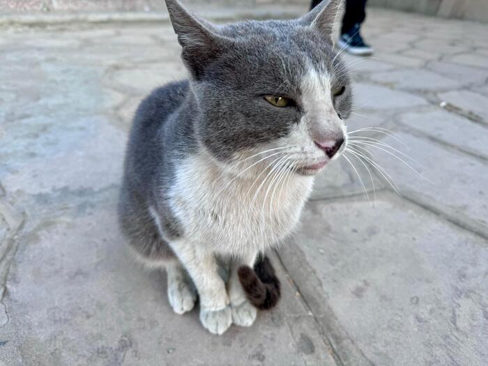 エジプト　阪急交通社　トラピックス　ツアー　野良猫