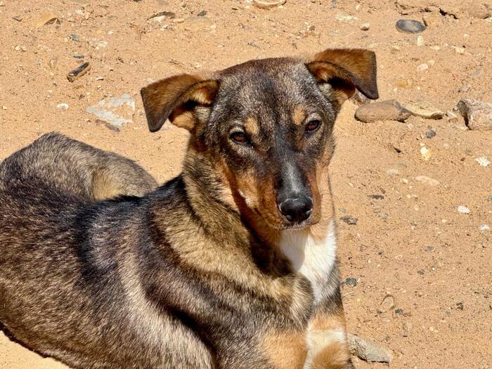 エジプト　阪急交通社　トラピックス　ツアー　野犬　野良犬
