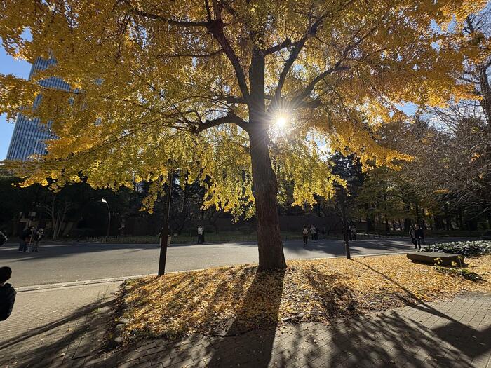 三笠山の魅力｜山頂の景色・日比谷公園　銀杏の木