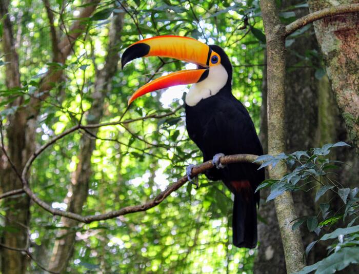 南米諸国（ペルー・ボリビア・パラグアイ）きれいな鳥