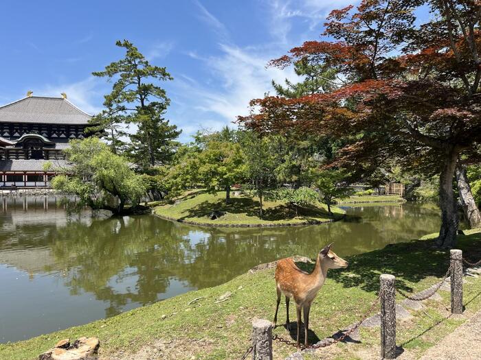 鹿と東大寺