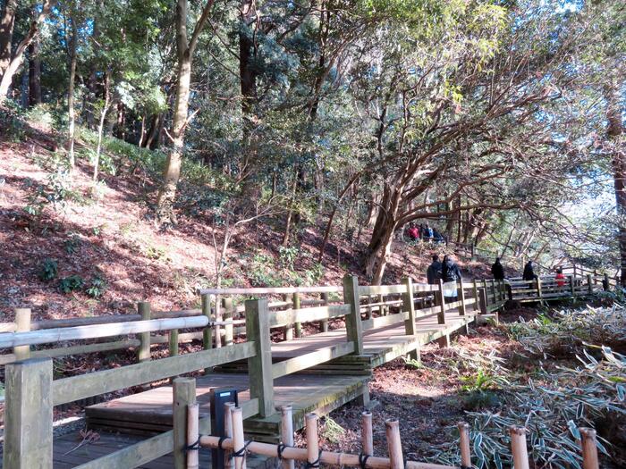 大杉森　 好文亭　偕楽園